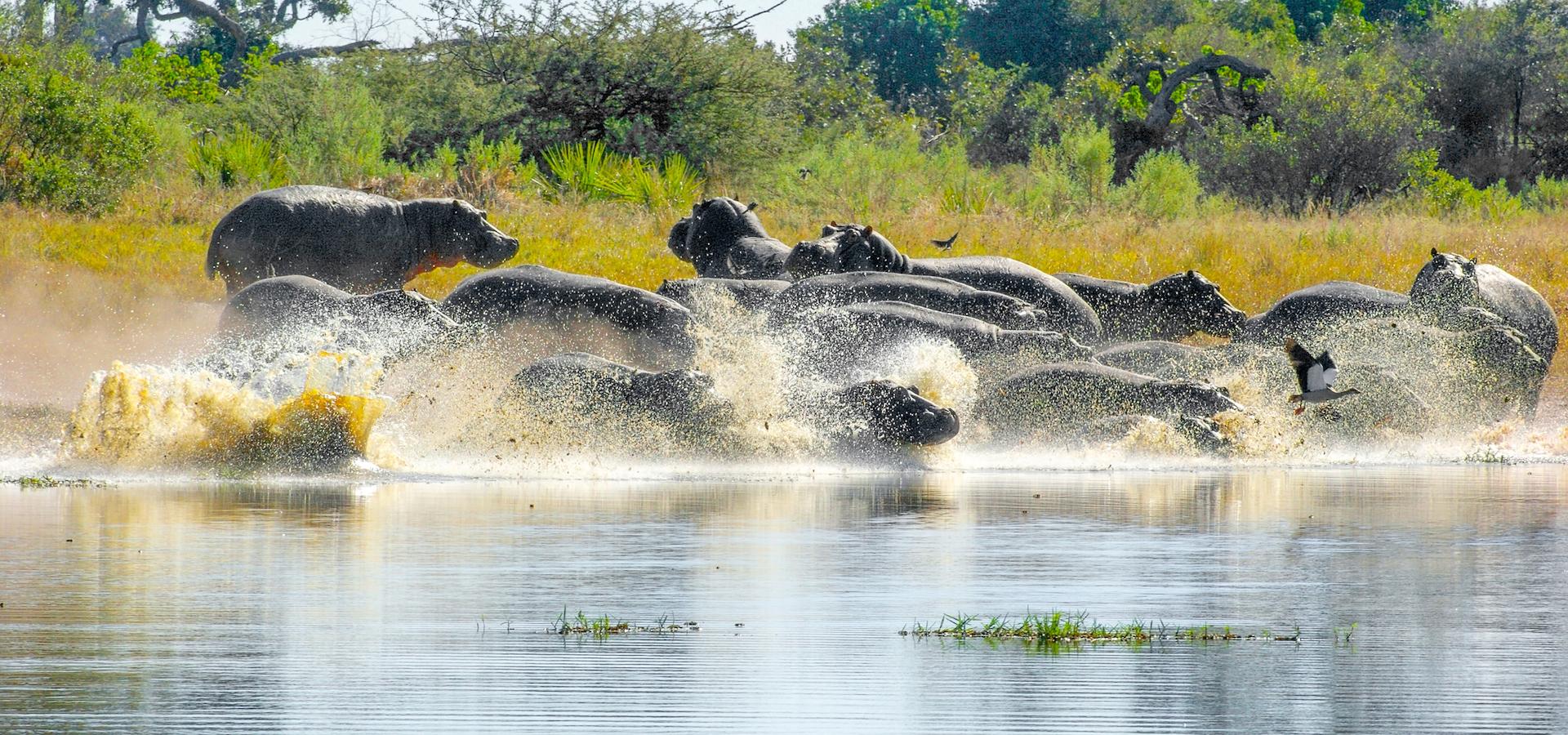 Nilpferde rennen in einen Fluss im Moremi Game Reserve Botswana
