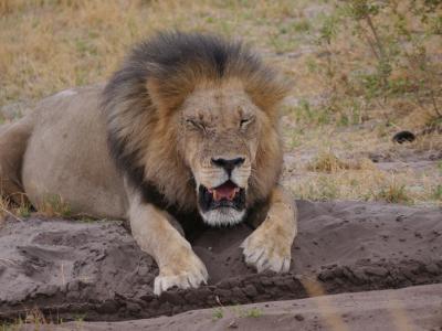 Machen Sie aufregende Tierbeobachtungen im wildreichen Moremi Game Reserve in Botswana 