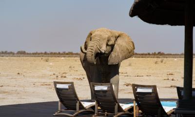 Elefant am Pool einer Lodge im Nxai Pan Nationalpark Botswana