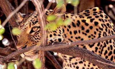 Leopard im Chobe Nationalpark Botswana