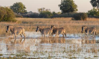 Zebras die das Wasser des Okavango Deltas durchqueren