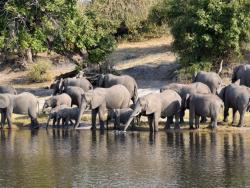 Elefanten am Choke Fluss