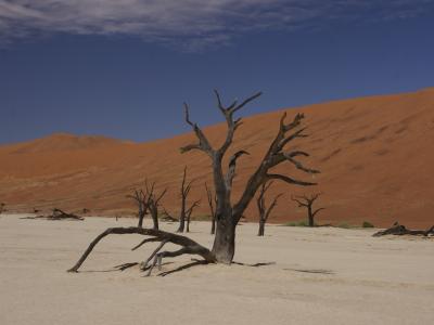 Genießen Sie den beeindruckenden Anblick des Dead Vlei mit zahlreichen toten Akazienbäumen in der Namib Wüste