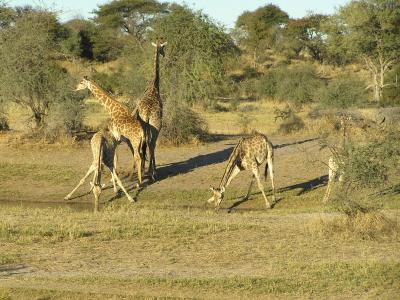 Versuchen Sie von dem Aussichtspunkt des Leroo La Tau Camps Giraffen und andere Wildtiere am Boteti Fluss zu erspähen