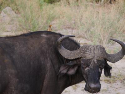 Das Savute Gebiet in Botswana ist bekannt für seine grandiosen Tierbeobachtungsmöglichkeiten
