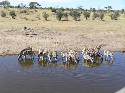 Beobachten Sie von dem Aussichtspunkt des Leroo La Tau Camps Zebras und andere Wildtiere am Boteti Fluss 
