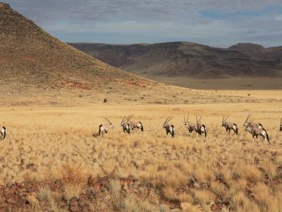 In der landschaftlich abwechslungsreichen Namib Wüste in Namibia sind zahlreiche Oryx-Antilopen beheimatet