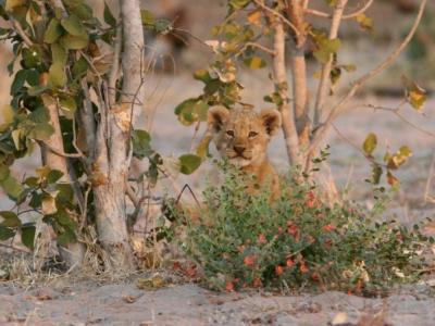 Baby Löwe im afrikanischen Busch