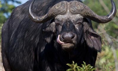 Büffel in der Xakanaxa Region Im Moremi Game Reserve