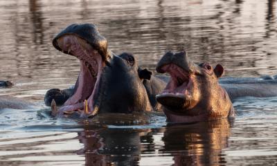 Zwei Flusspferde mit geöffneten Maul in einem Fluss im Moremi Game Reserve